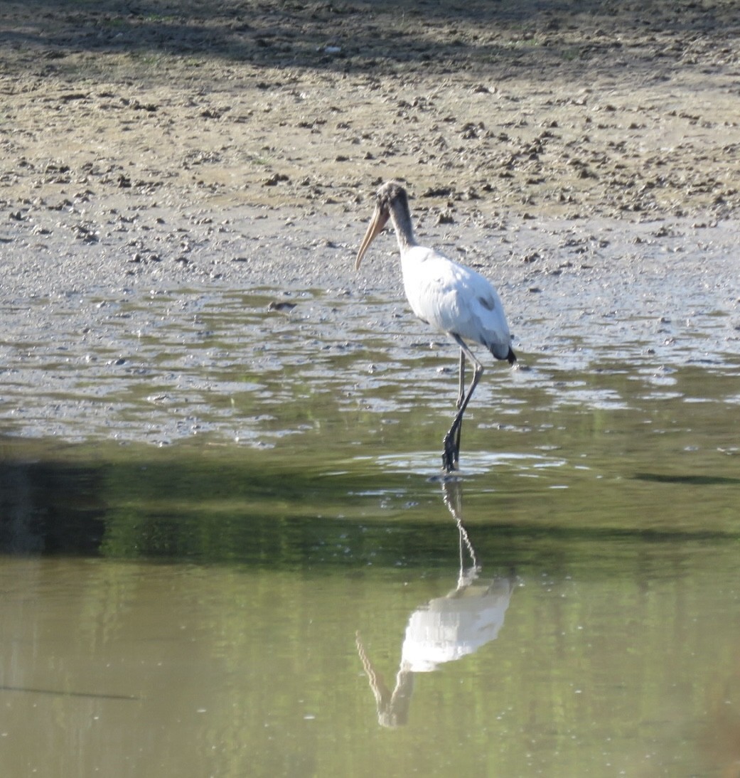 Wood Stork - ML642828103