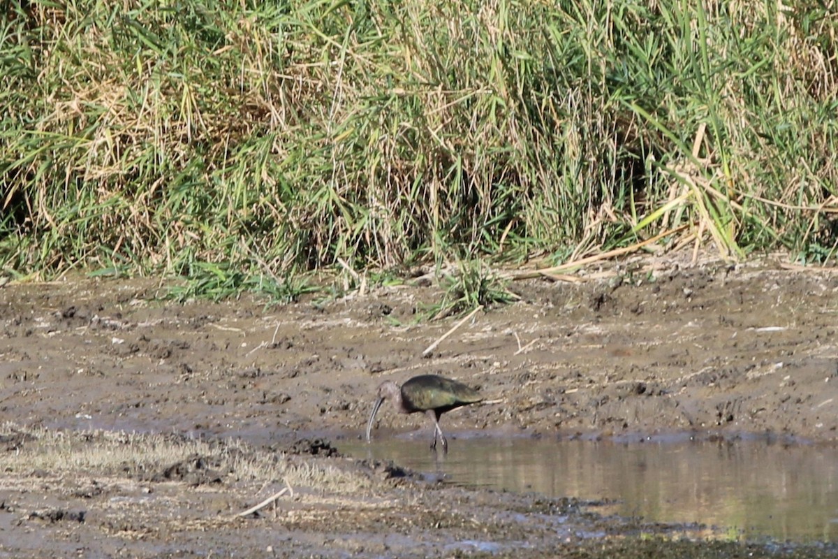 White-faced Ibis - ML642828108