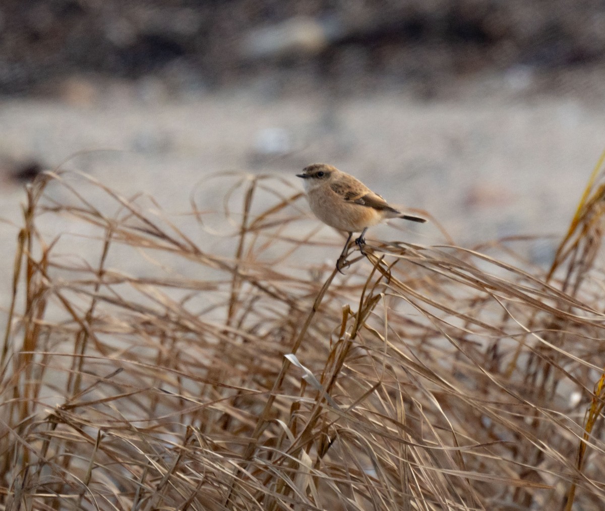Siberian Stonechat - ML642828114