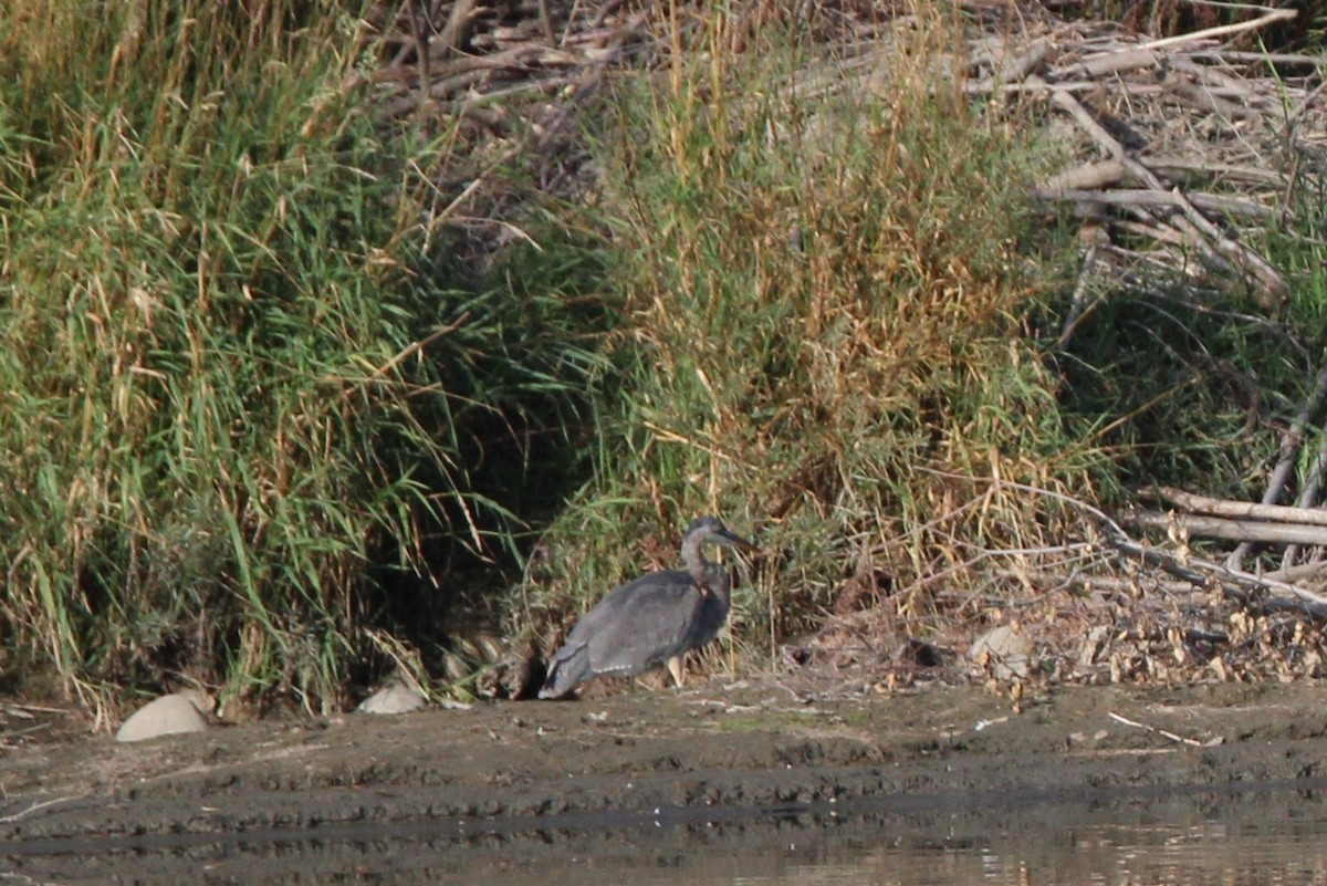 Great Blue Heron - ML642828116