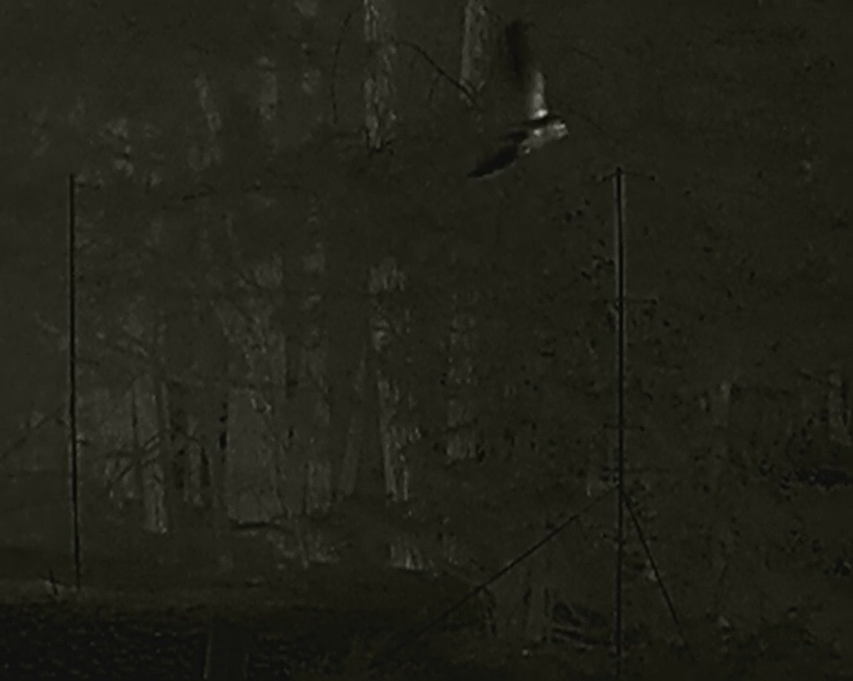 Long-eared Owl - ML642828117