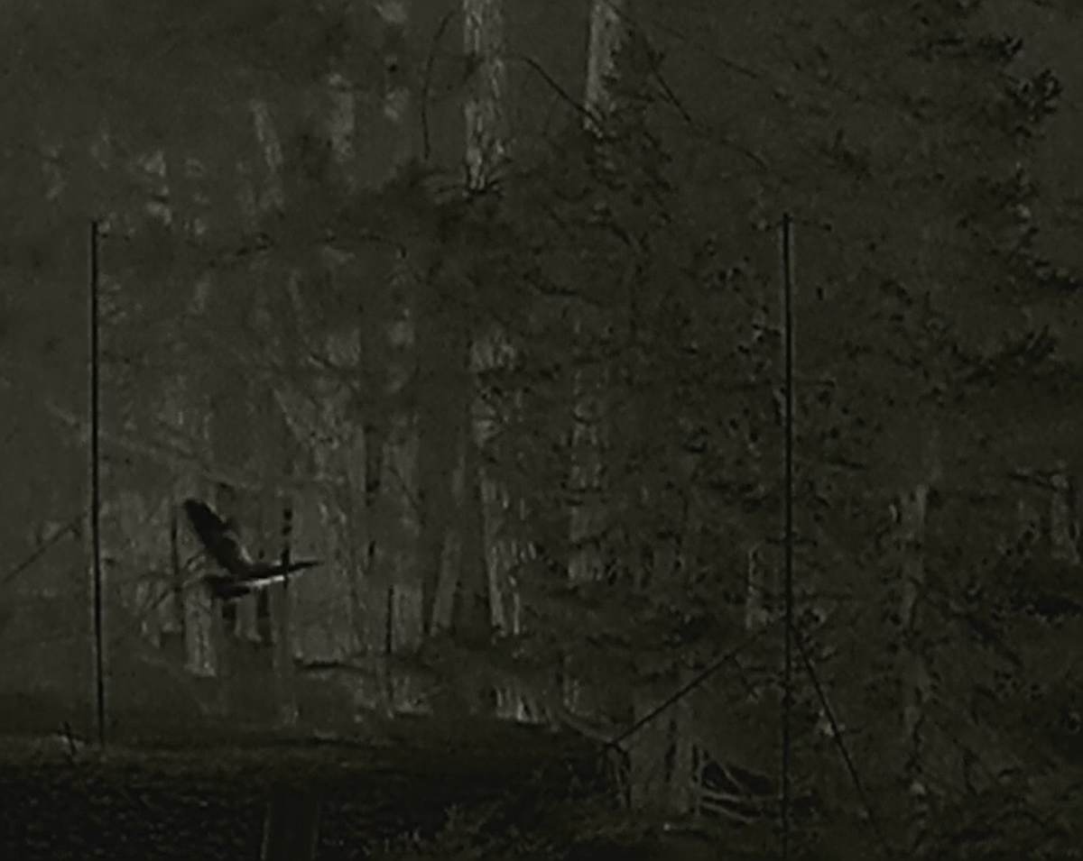 Long-eared Owl - ML642828118