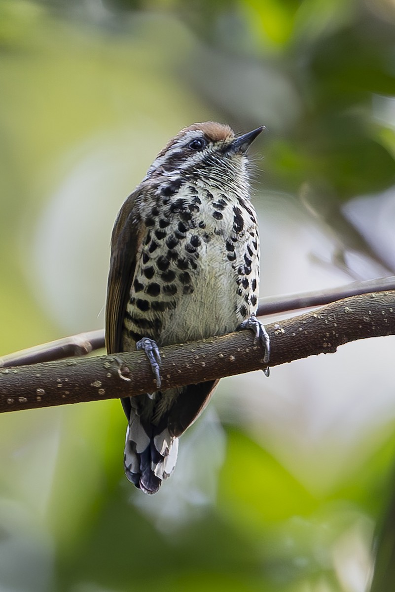 Speckled Piculet - ML642828121