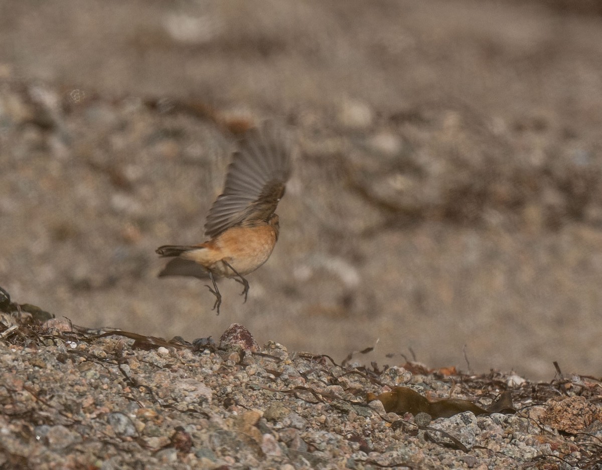 Siberian Stonechat - ML642828125