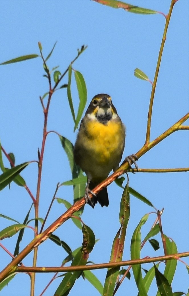 Dickcissel - ML642828126