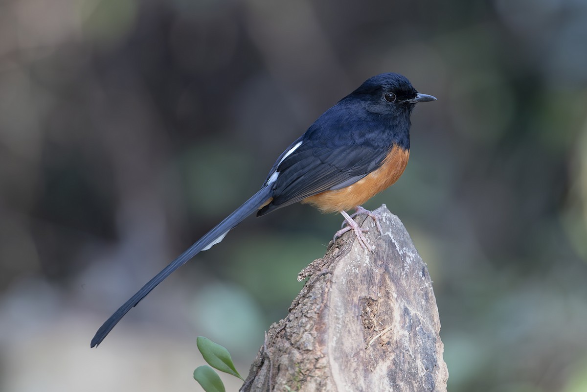 White-rumped Shama - ML642828127