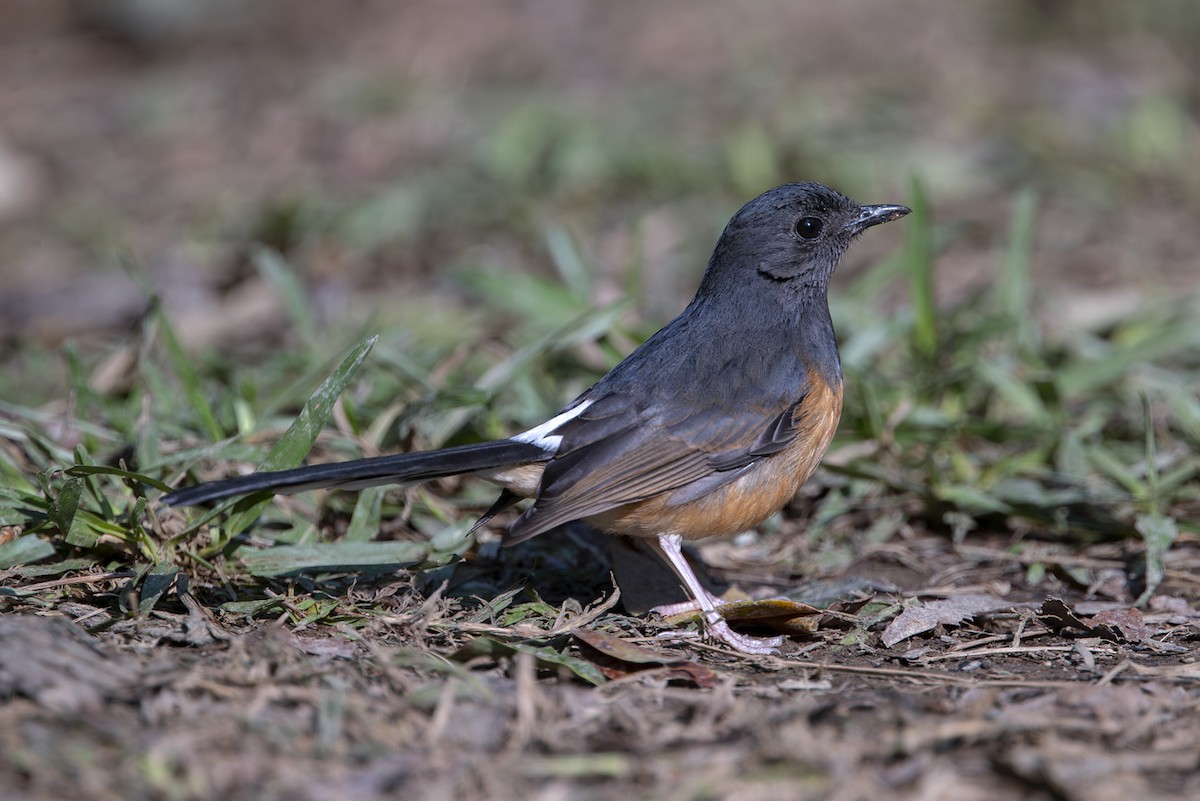 White-rumped Shama - ML642828128