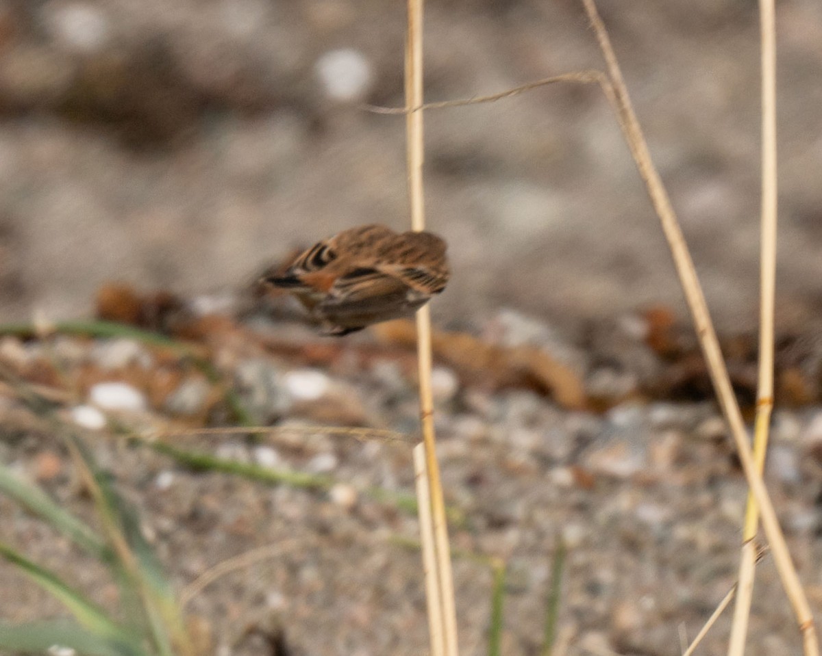 Siberian Stonechat - ML642828134