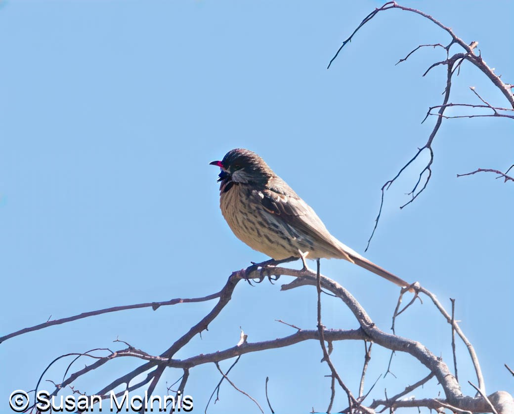 Spiny-cheeked Honeyeater - ML642828145