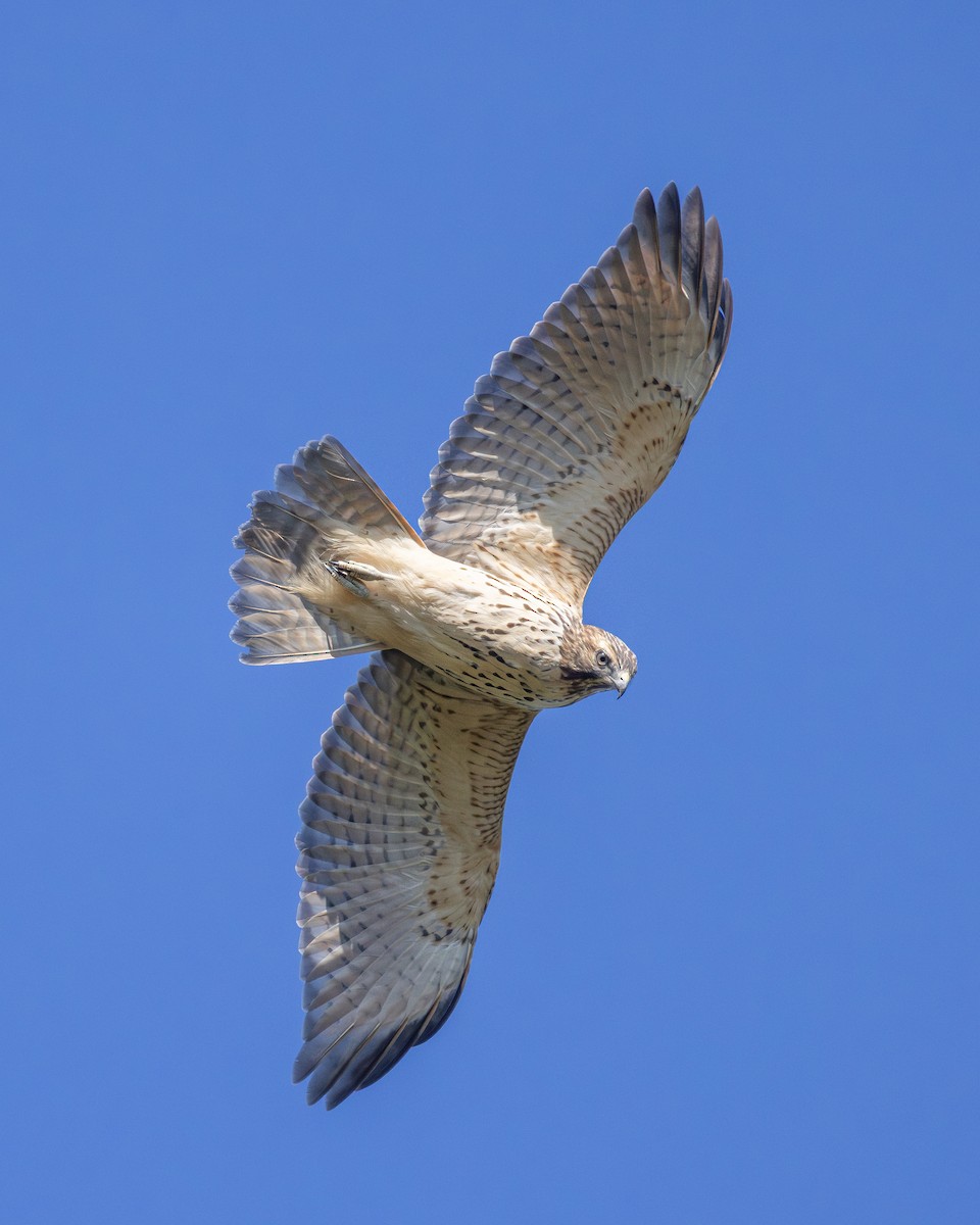 Red-shouldered Hawk - ML642828147