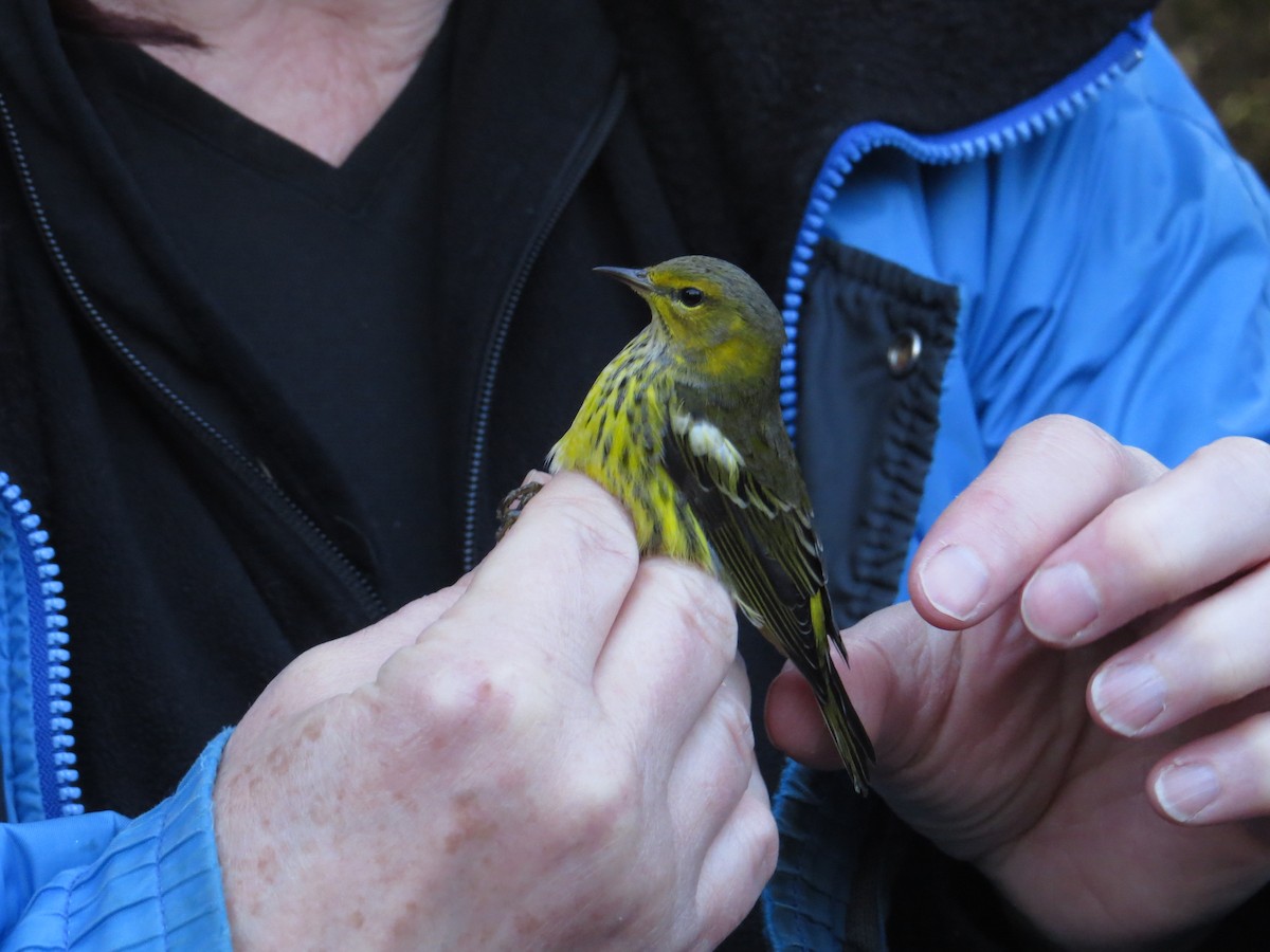 Cape May Warbler - ML642828148