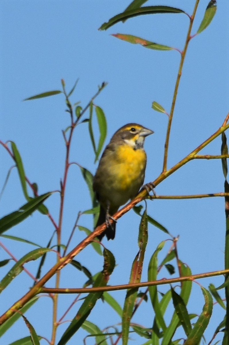 Dickcissel - ML642828151