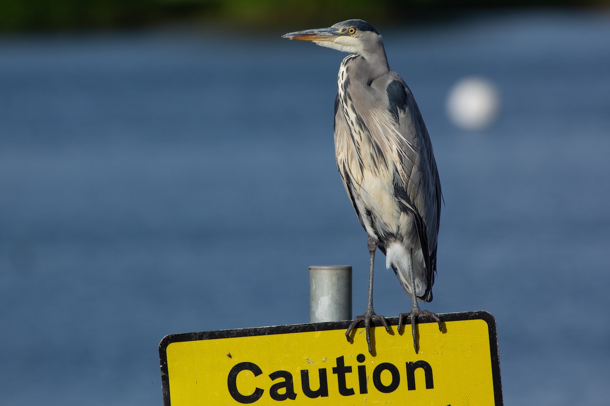 Gray Heron - ML642828153