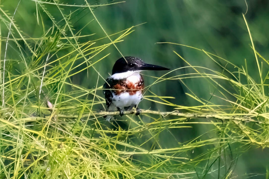 Green Kingfisher - ML642828156