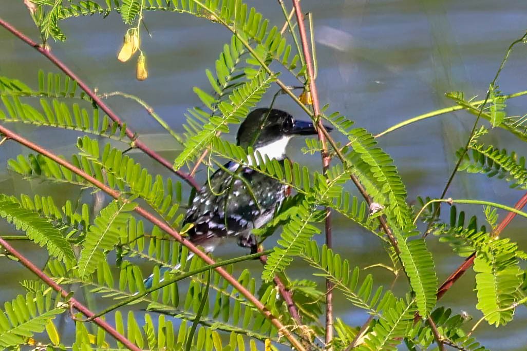 Green Kingfisher - ML642828157