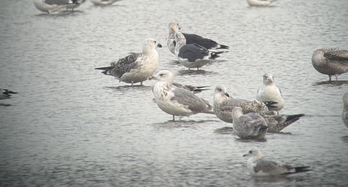 Caspian Gull - ML642828159