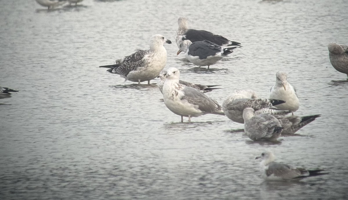 Caspian Gull - ML642828160