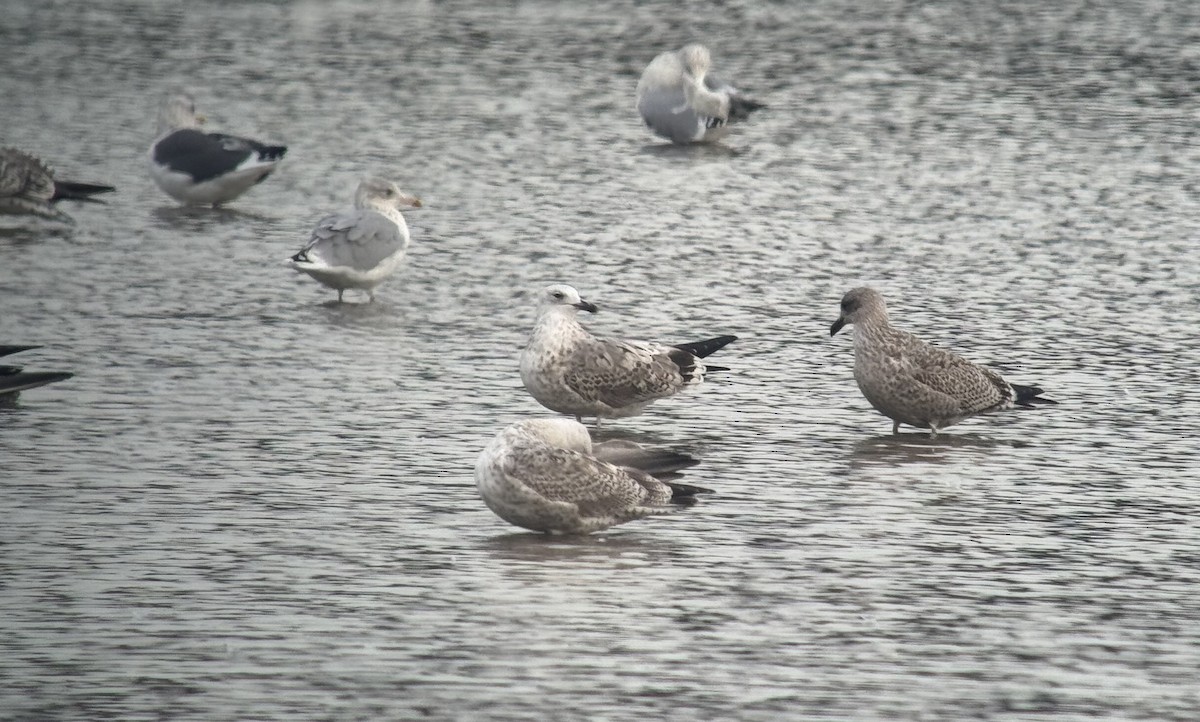 Caspian Gull - ML642828161
