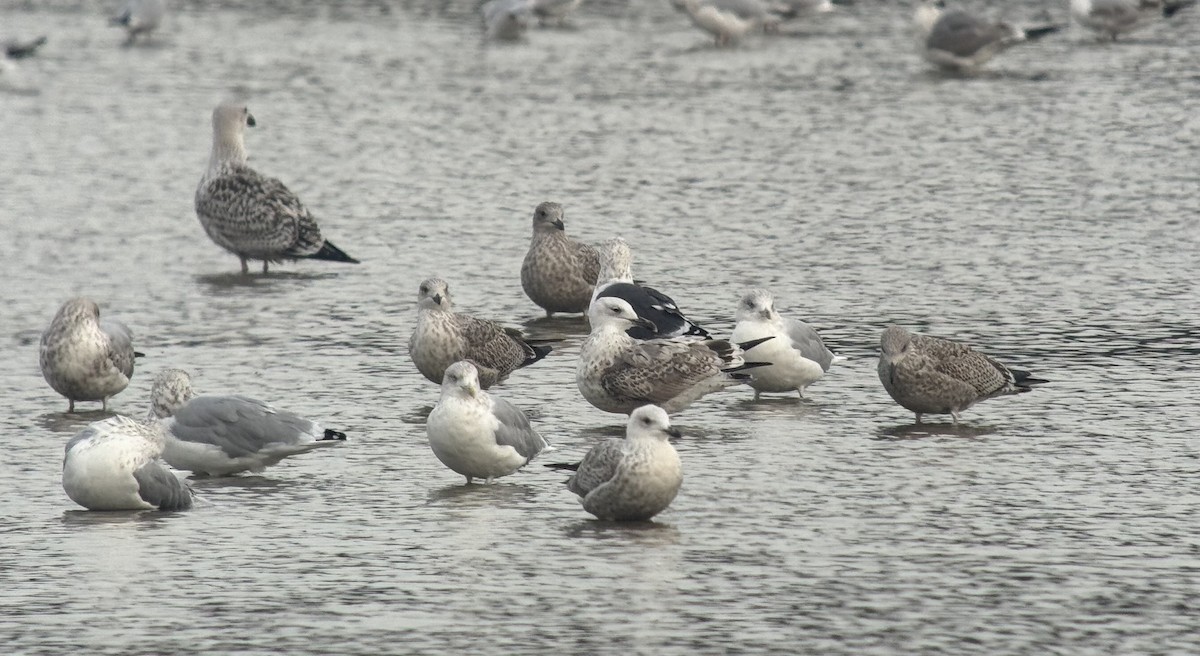 Caspian Gull - ML642828162