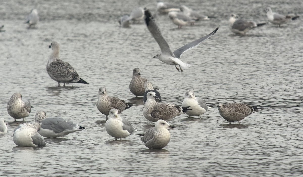 Caspian Gull - ML642828163