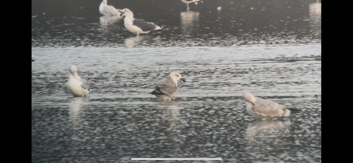 Caspian Gull - ML642828164