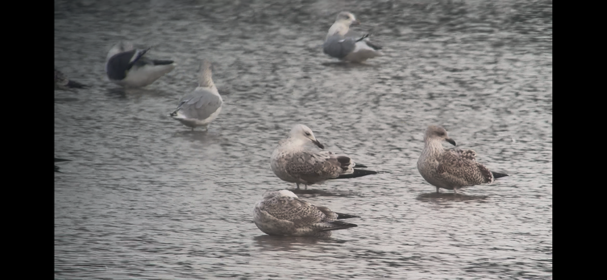 Caspian Gull - ML642828165
