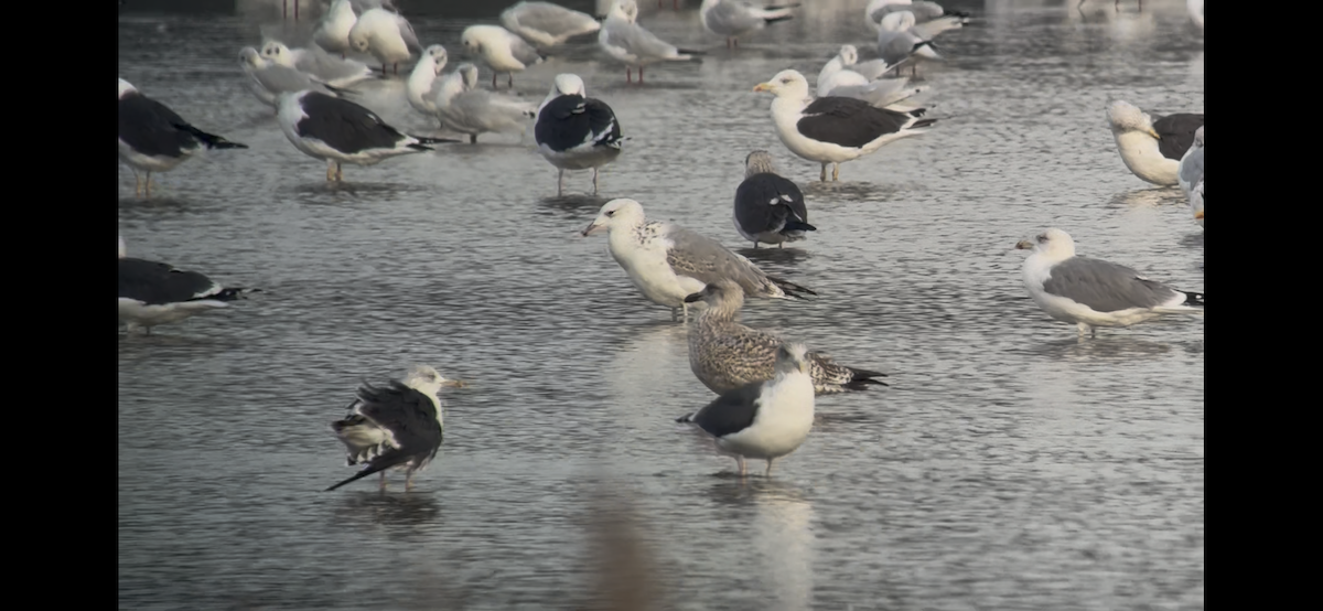 Caspian Gull - ML642828166