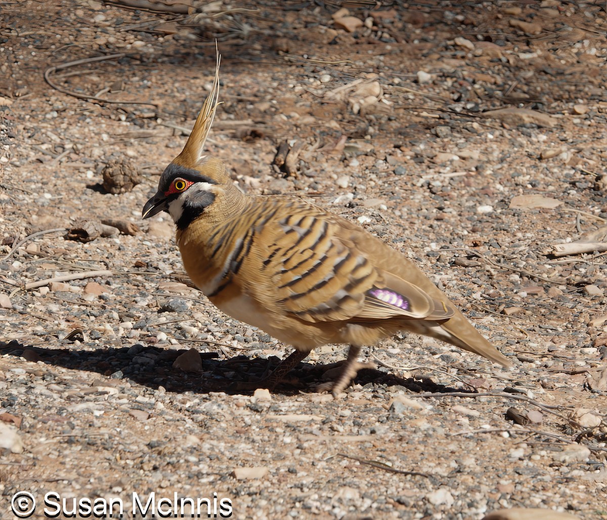 Spinifex Pigeon - ML642828167