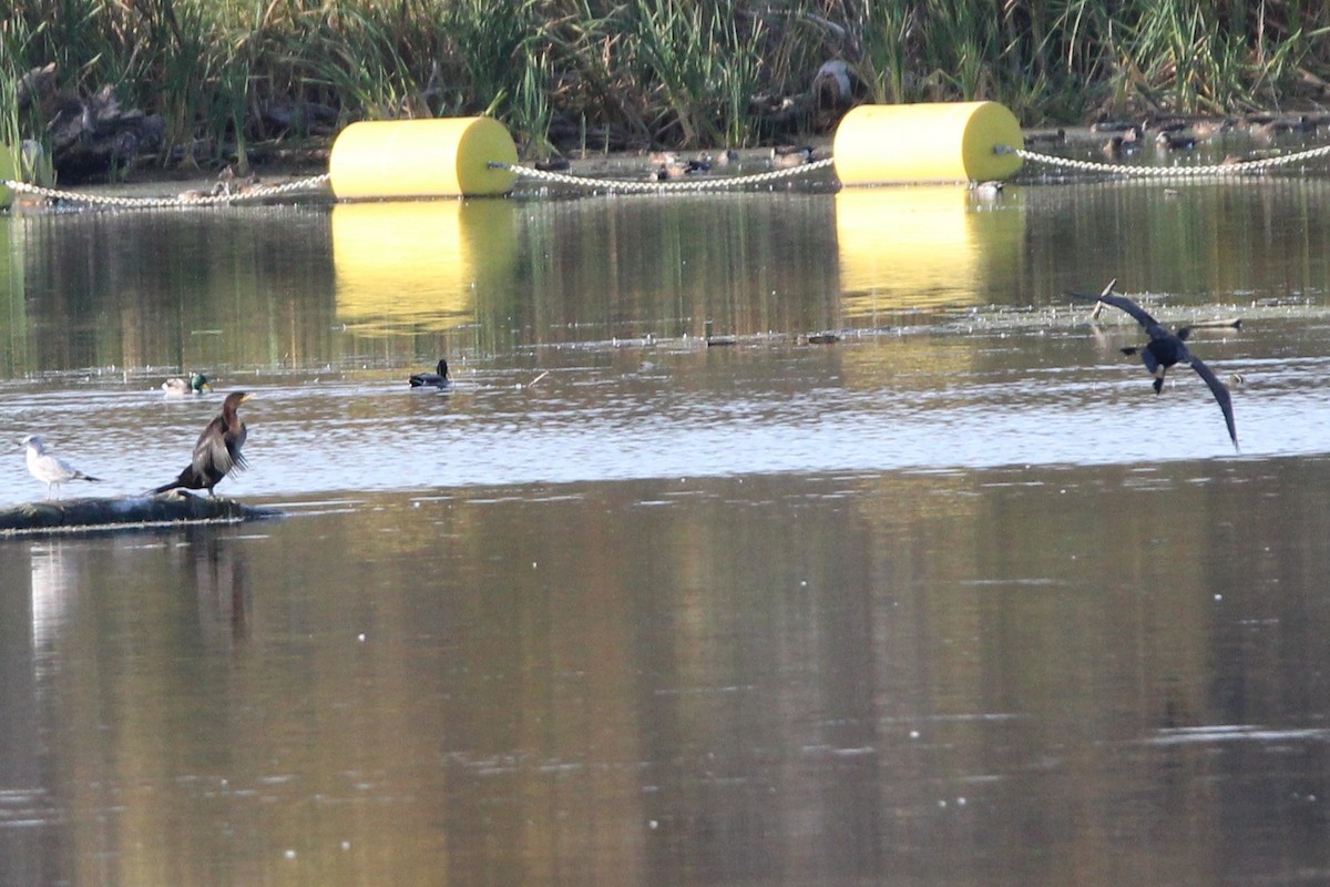 Double-crested Cormorant - ML642828169