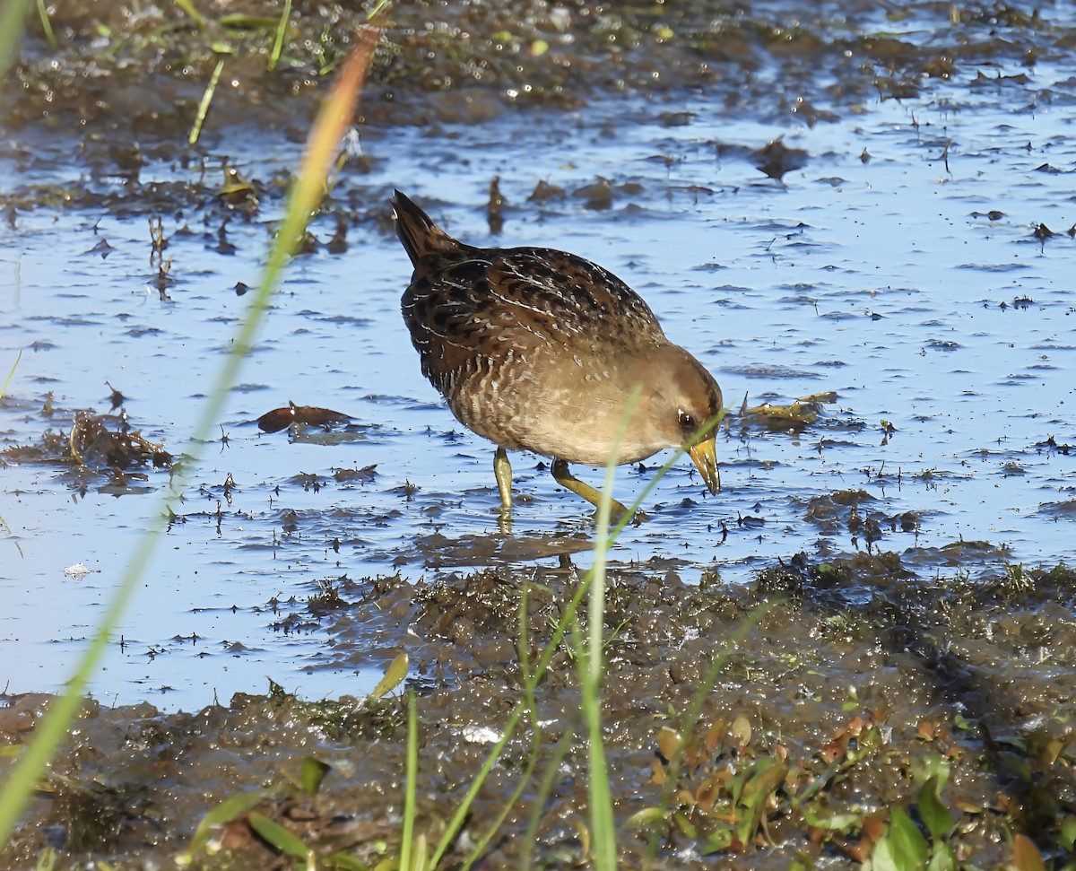 Sora - ML642828170