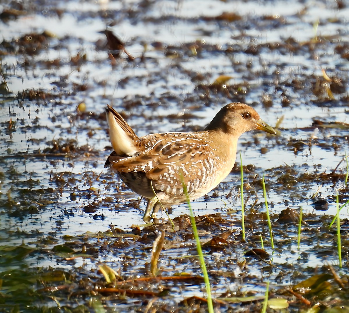 Sora - ML642828171