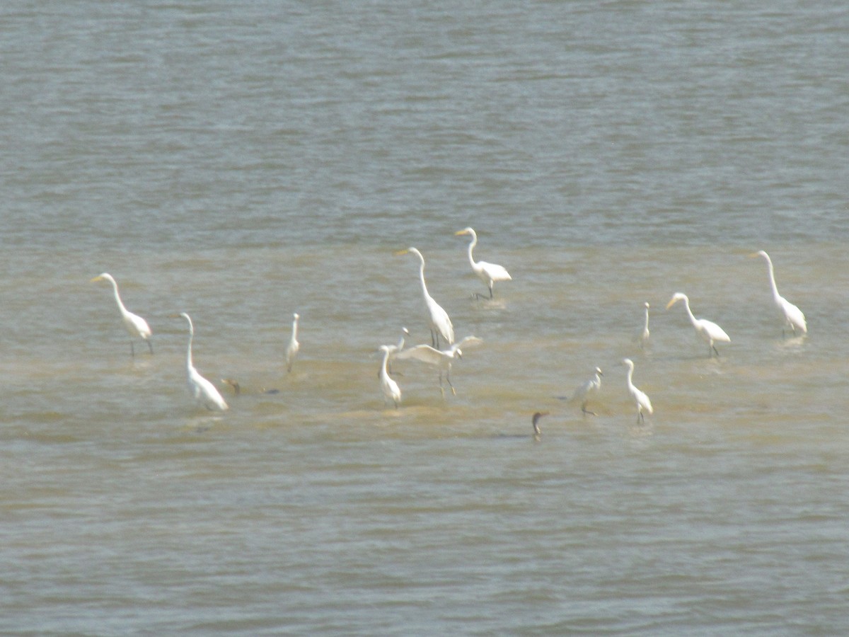 Great Egret - ML642828173