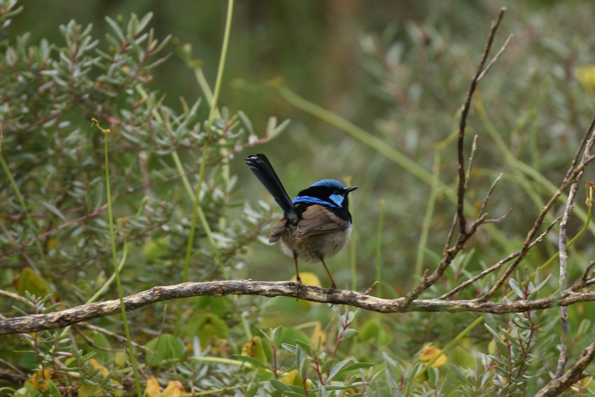 Superb Fairywren - ML642828174