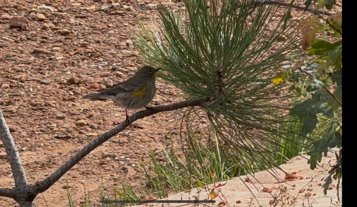 Yellow-rumped Warbler - ML642828176