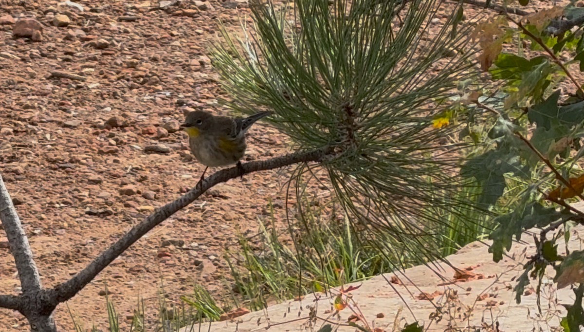 Yellow-rumped Warbler - ML642828177