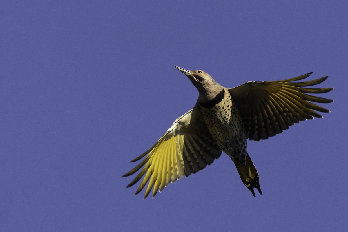 Northern Flicker (Yellow-shafted) - ML642828179