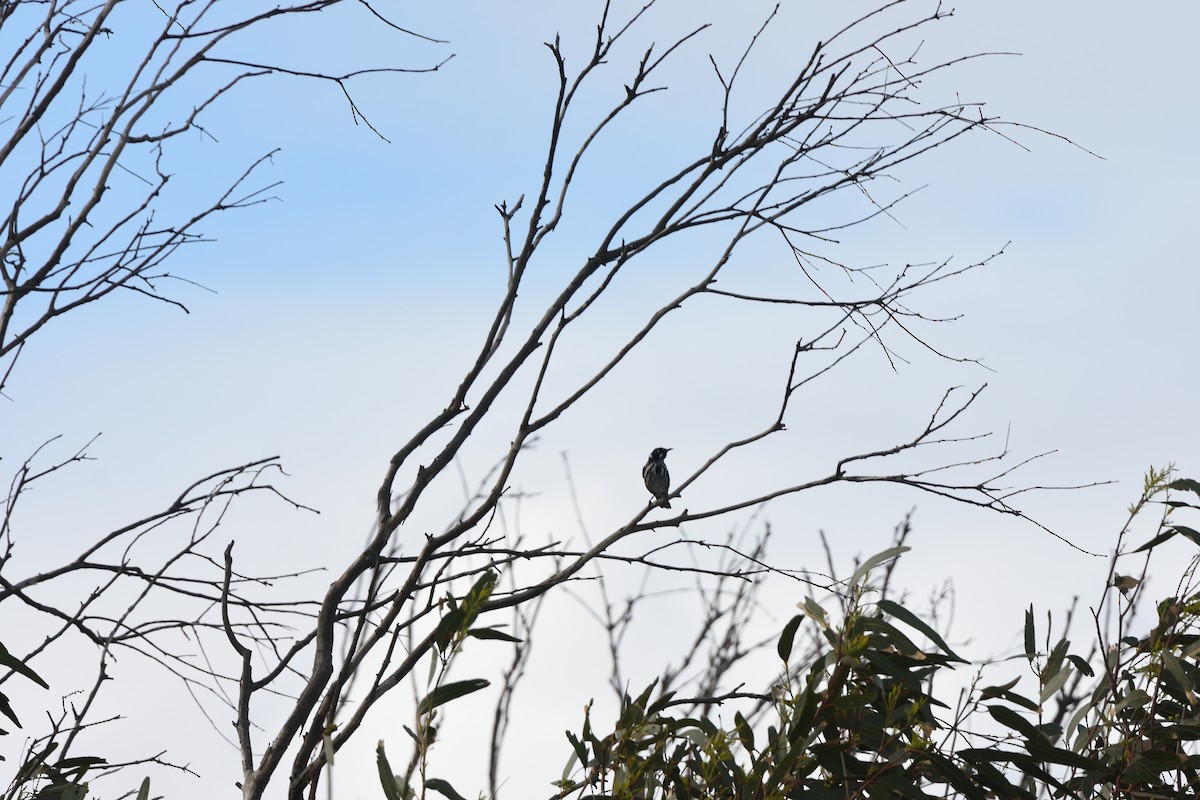 New Holland Honeyeater - ML642828180