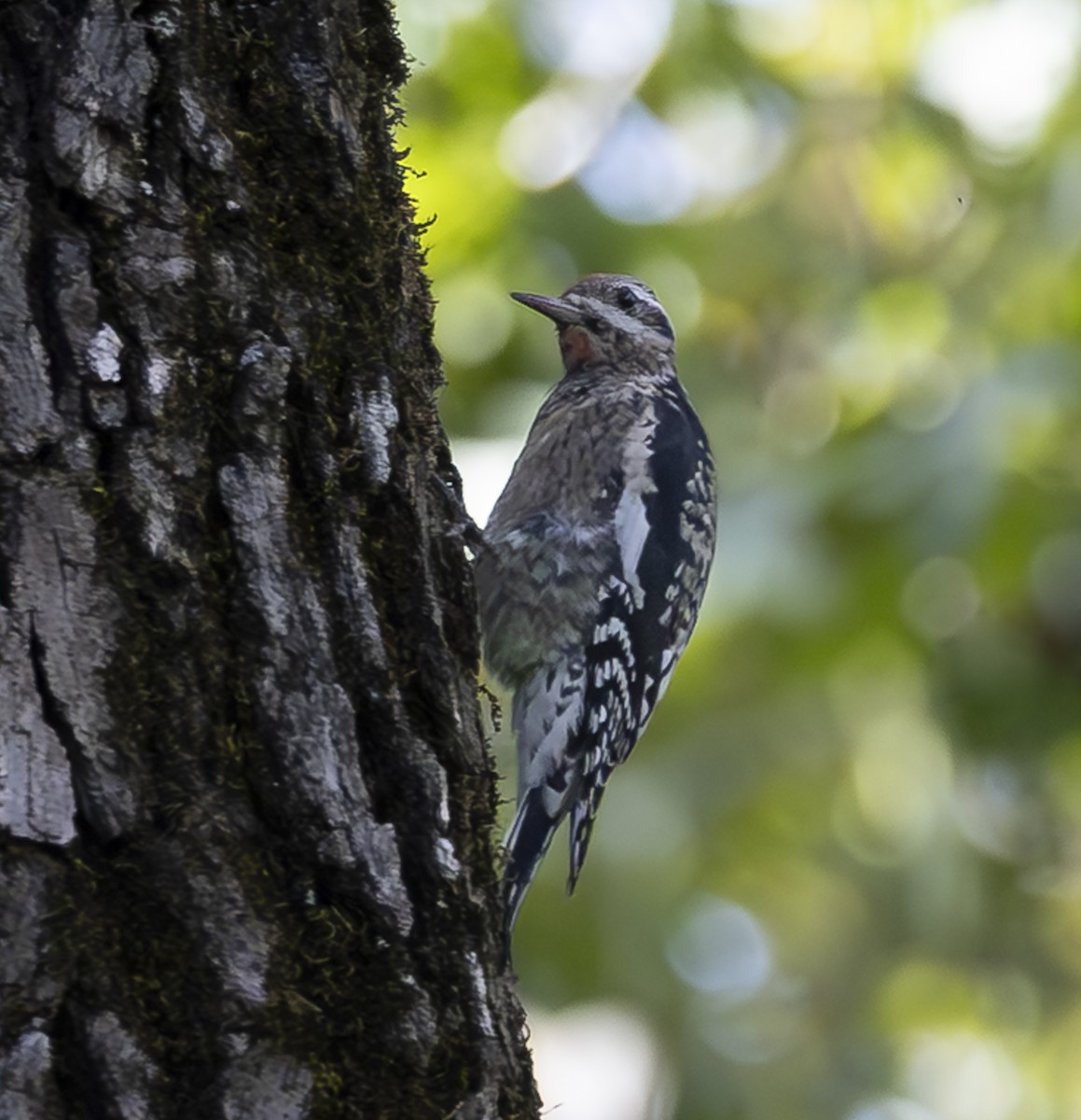 Yellow-bellied Sapsucker - ML642828181