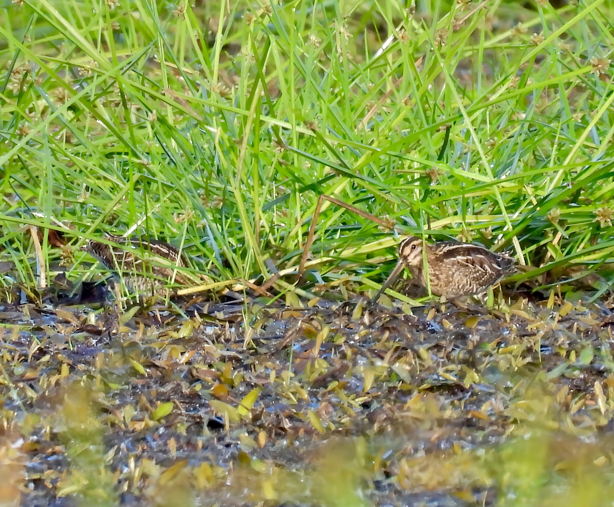 Wilson's Snipe - ML642828182