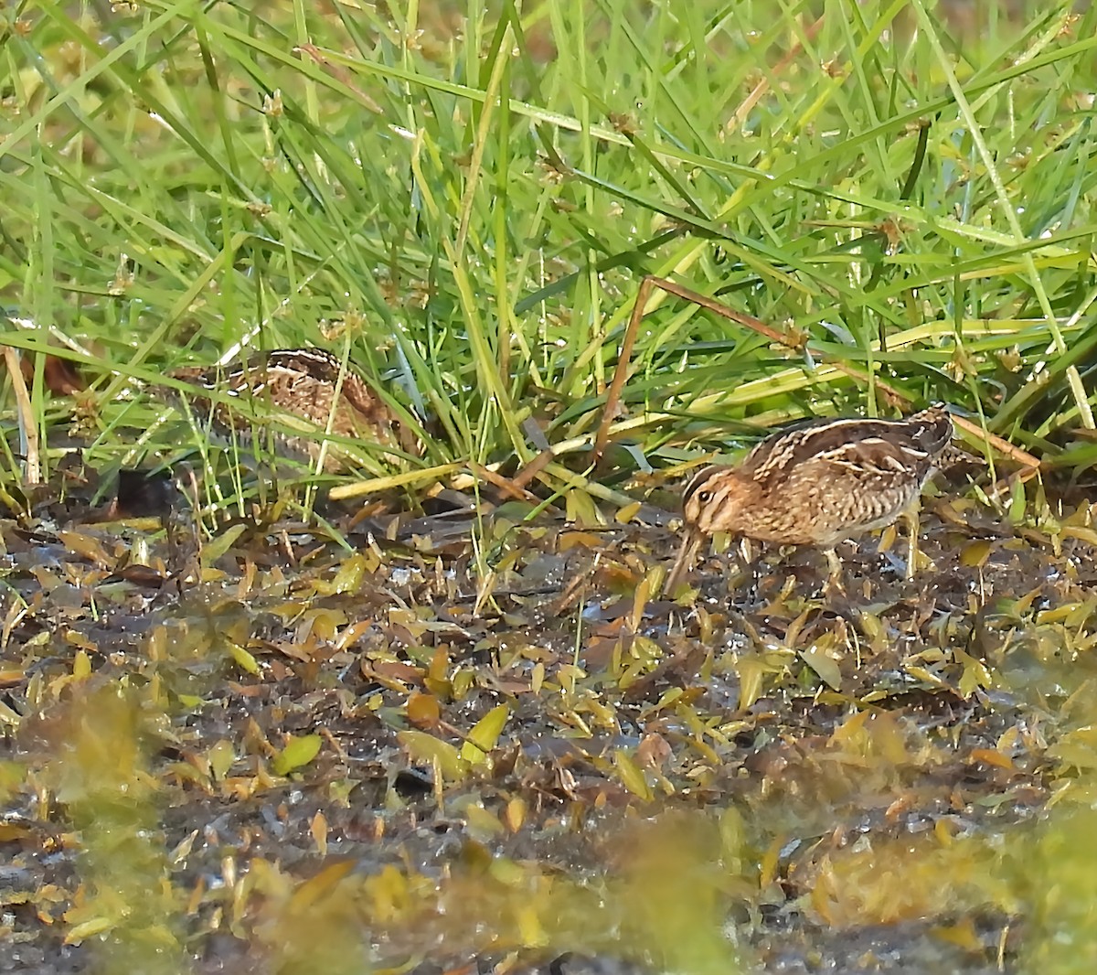 Wilson's Snipe - ML642828183