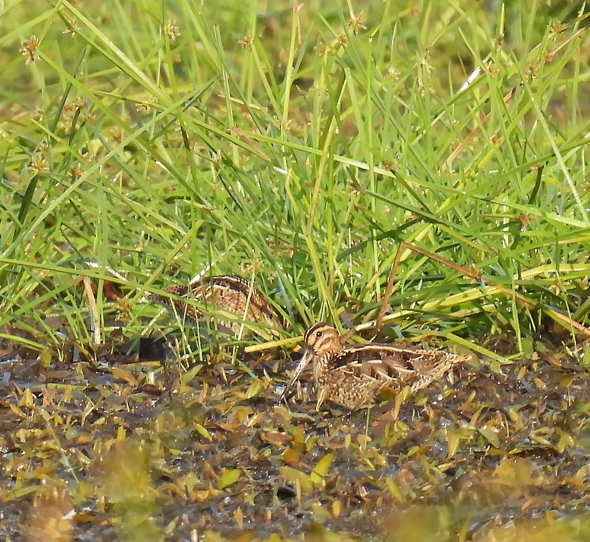 Wilson's Snipe - ML642828184