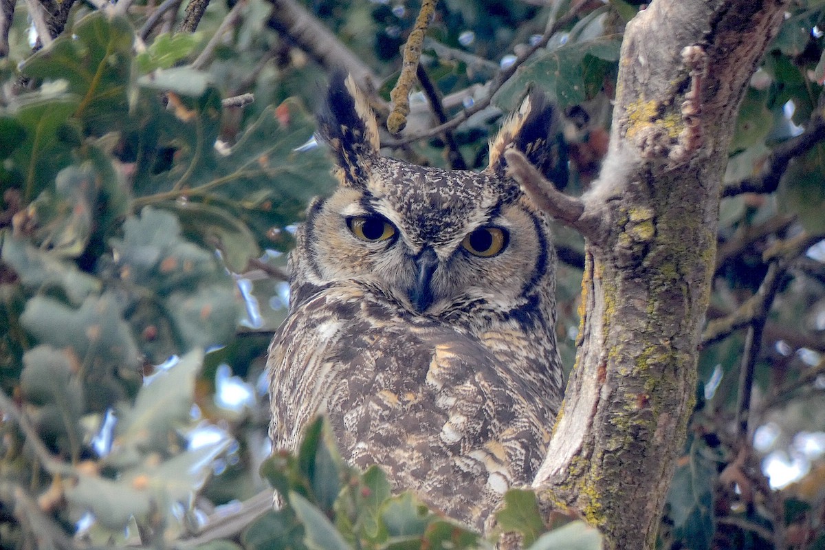 Great Horned Owl - ML642828186