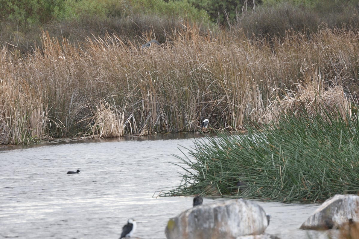 Eurasian Coot - ML642828187