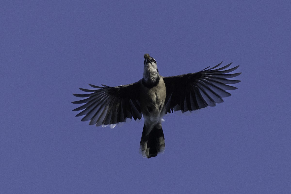 Blue Jay - ML642828189