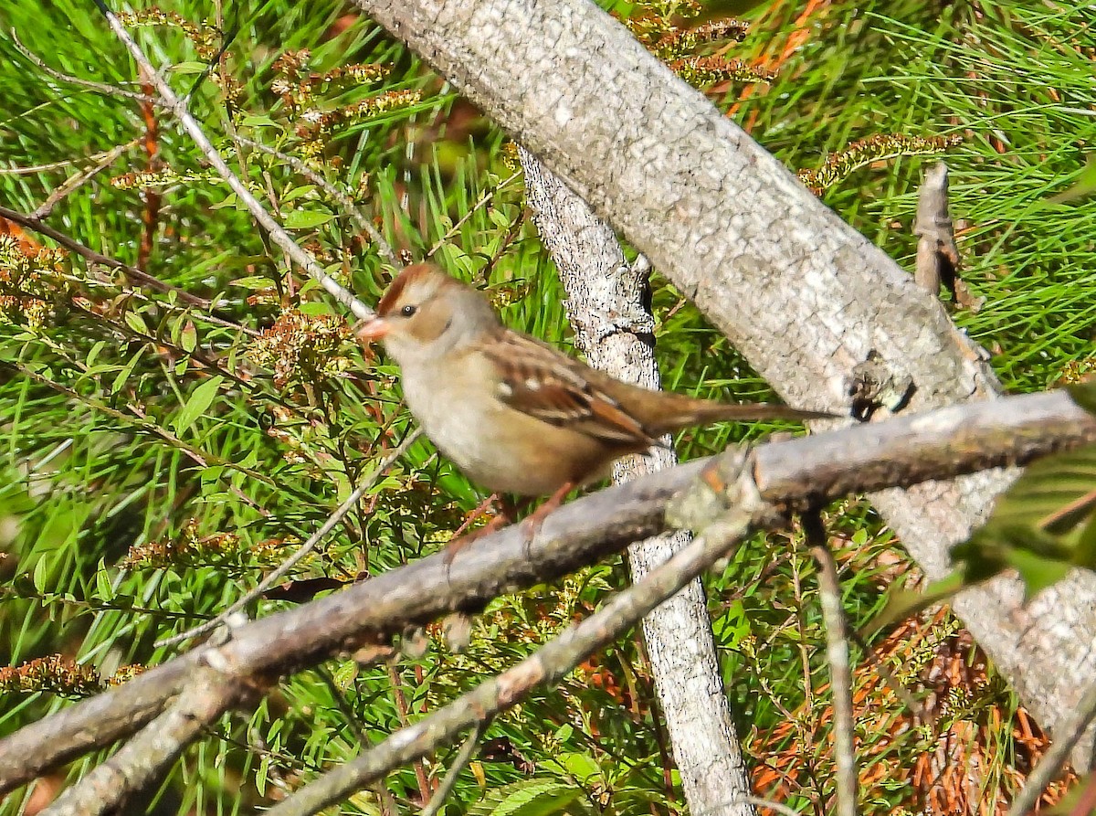White-crowned Sparrow - ML642828191