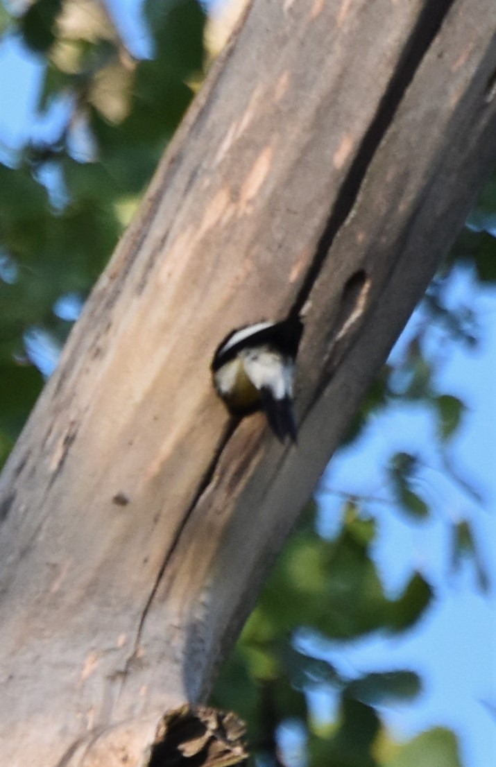 Red-headed Woodpecker - ML642828192