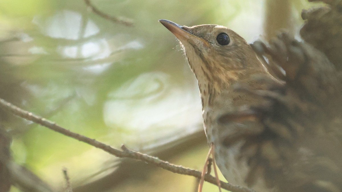 Veery - ML642828200