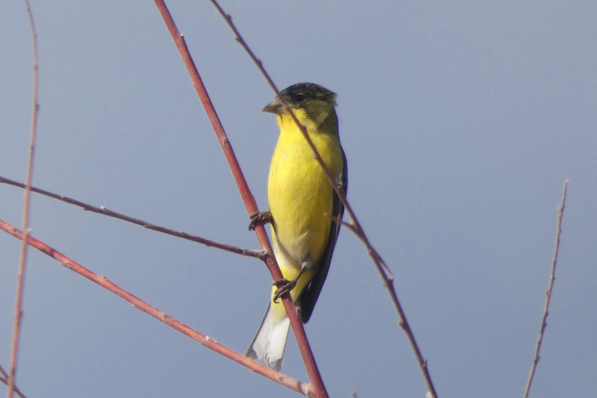Lesser Goldfinch - ML642828207
