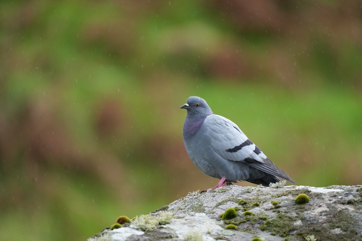 Piccione selvatico - ML642828209