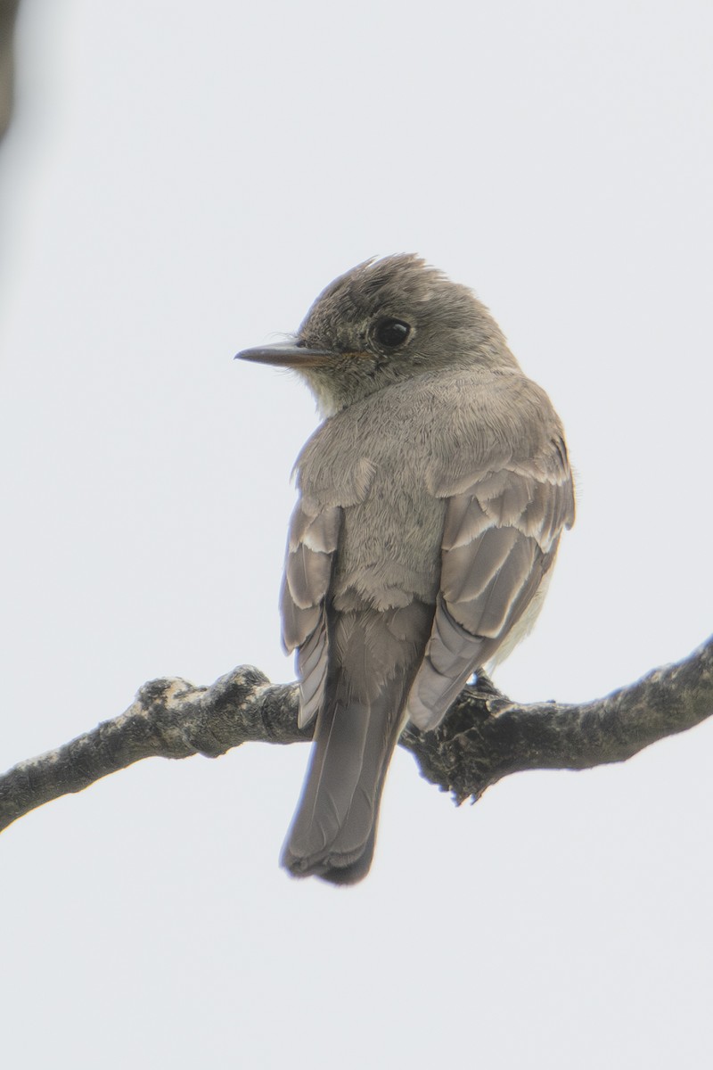 Western Wood-Pewee - ML642828214
